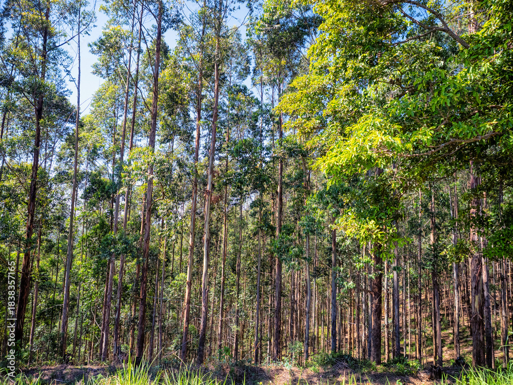 Obraz premium Eukalyptus