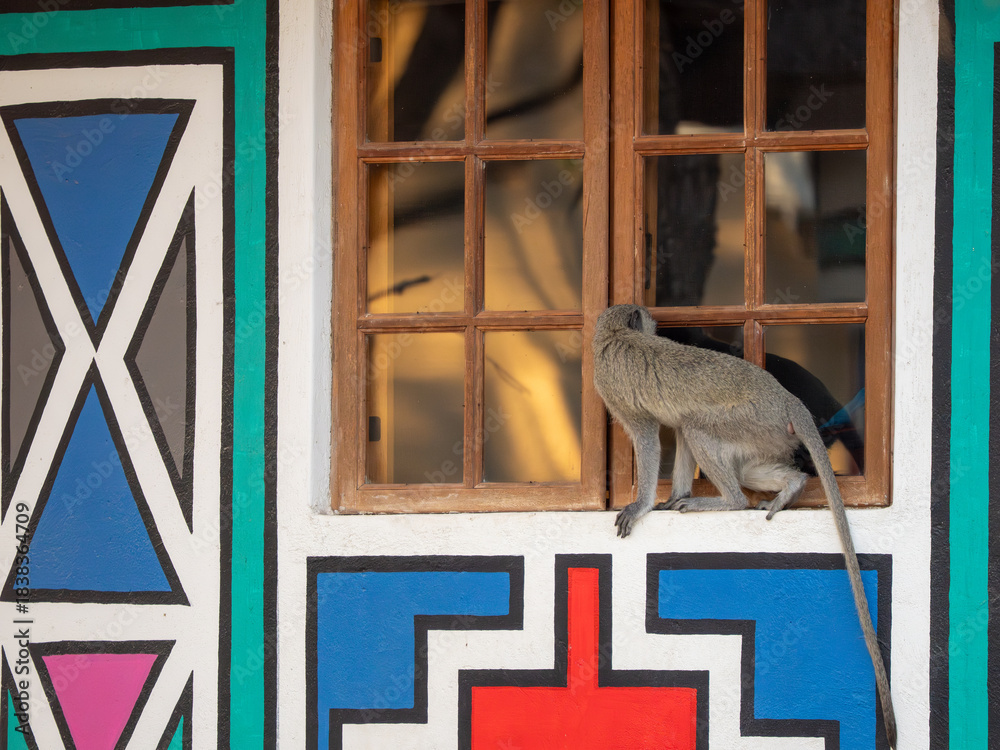 Naklejka premium Grüne Meerkatze