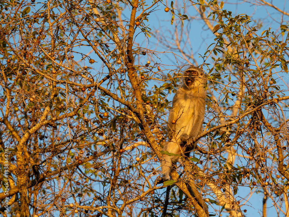 Obraz premium Grüne Meerkatze