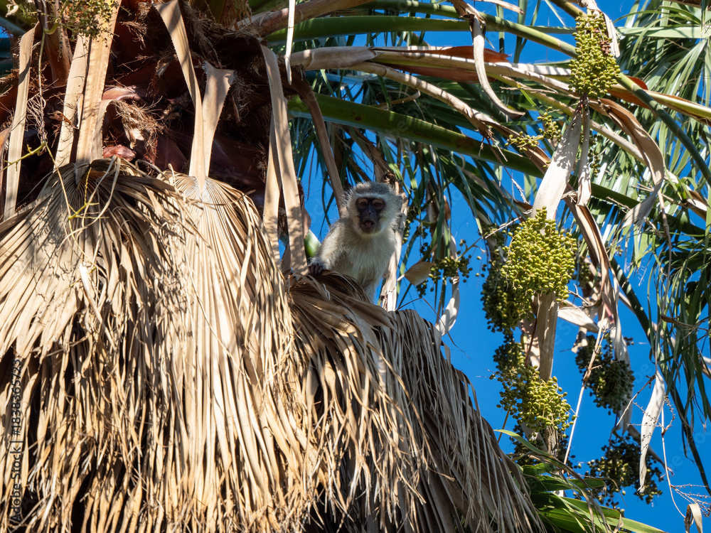 Naklejka premium Grüne Meerkatze