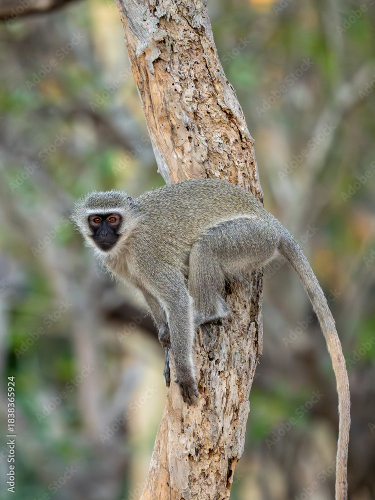Naklejka premium Grüne Meerkatze