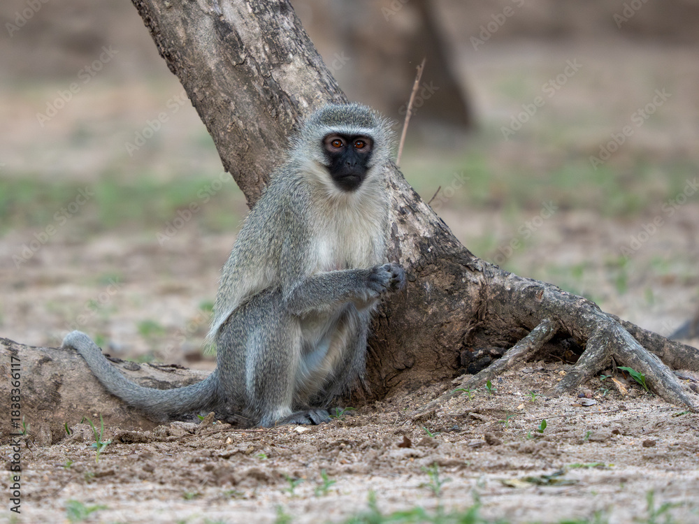 Fototapeta premium Grüne Meerkatze