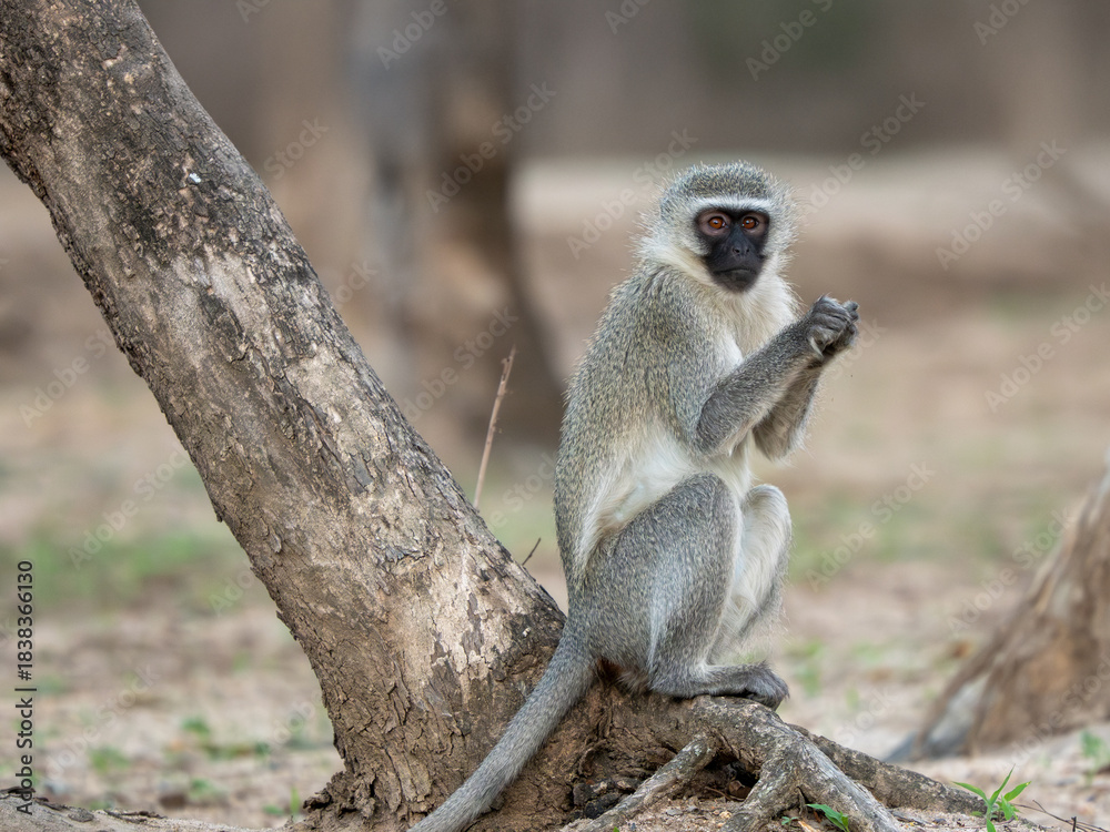 Fototapeta premium Grüne Meerkatze