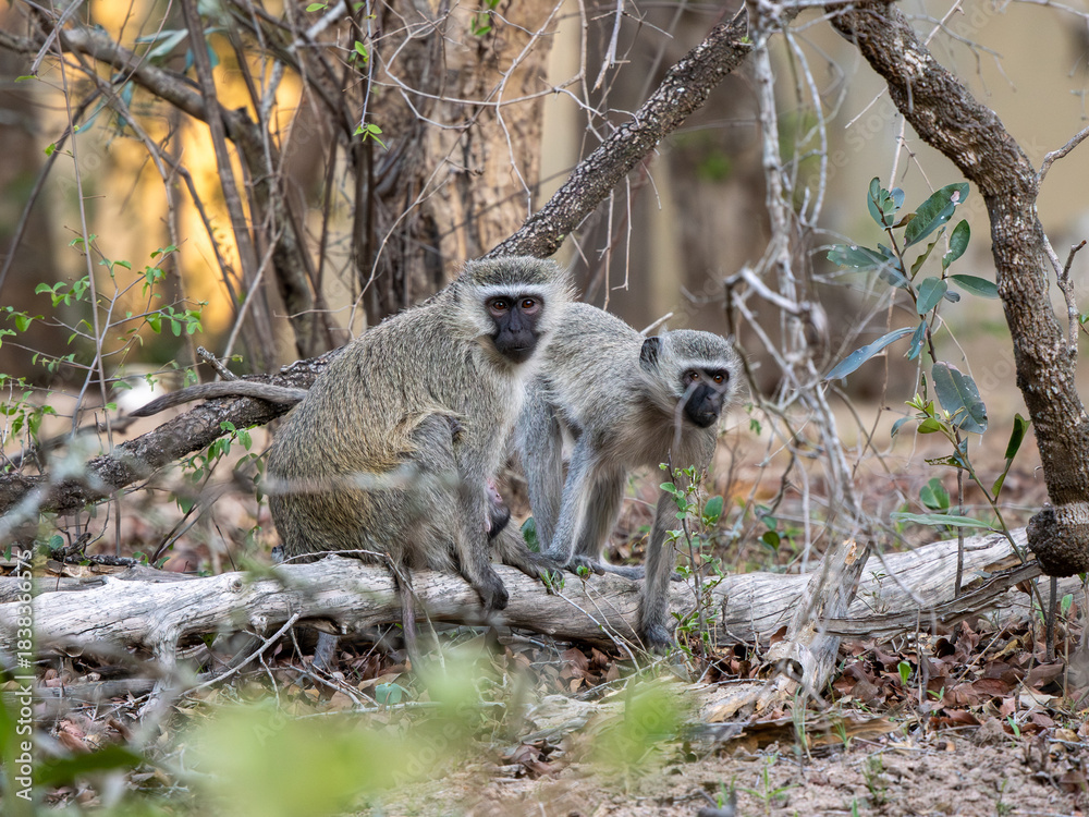 Fototapeta premium Grüne Meerkatze
