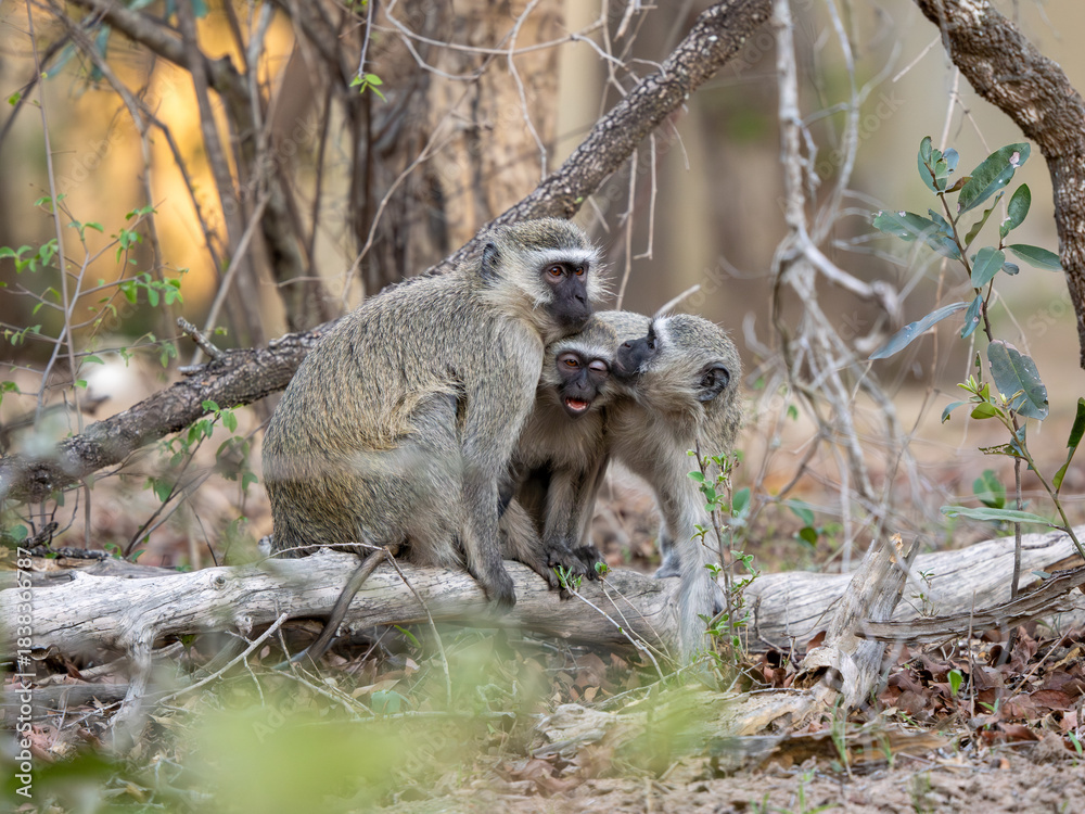 Fototapeta premium Grüne Meerkatze