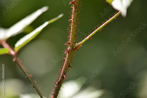 Фотография Rubus sorbifolius features compound serrated leaflets with fine hairs and a distinct pinnate structure