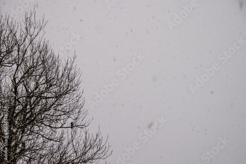 Magpie - Pica pica - Perched in Tree During Snowfall