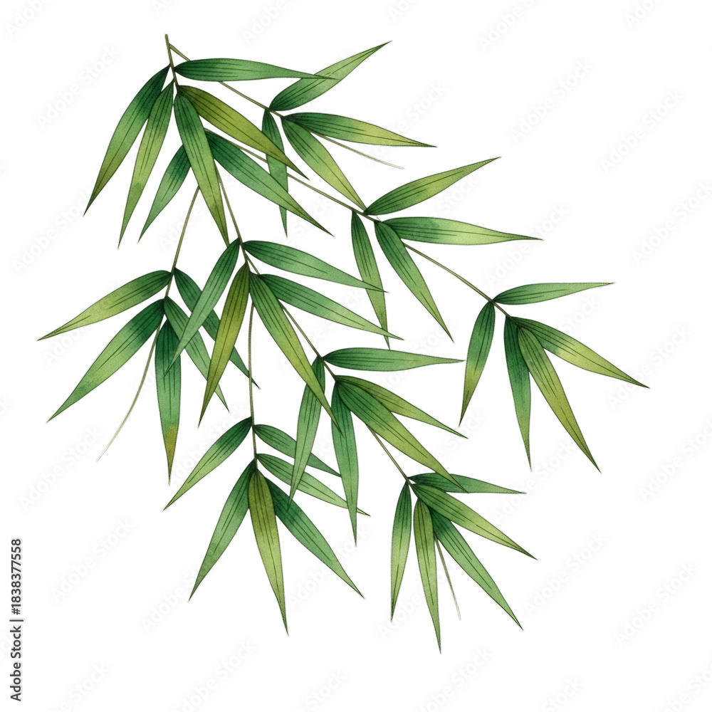Fototapeta premium Watercolor Bamboo leaves on branches isolated on a transparent background