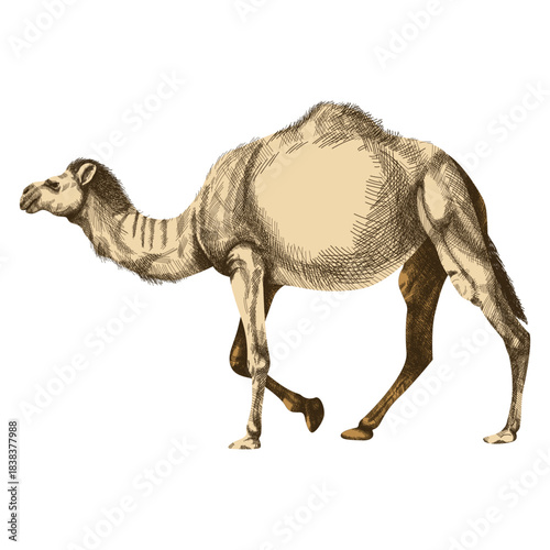 Camel realistic illustration, ship of the desert