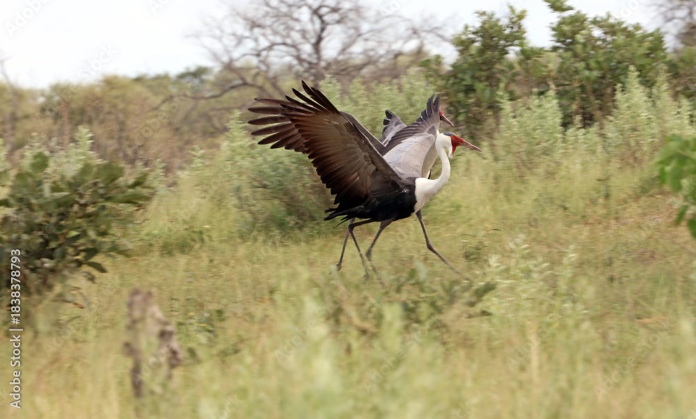 Fototapeta premium Two Wattled Cranes about to take off, Okavango Delta, Botswana