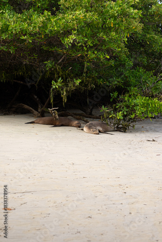 Sea lions resting on the sand in the Galapagos under the trees