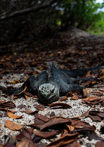 Galapagos marine iguana in the foreground, resting on sand and leaves 
