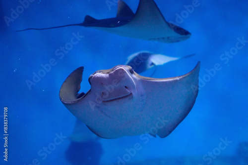 Manta ray in graceful gliding motion with wings extended, overhead composition landscape orientation, underwater wildlife photography.