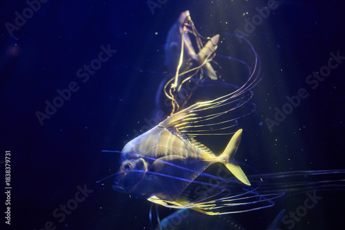 Group of white moon jellyfish swimming together in blue aquarium tank, overhead wide composition landscape orientation, underwater wildlife photography.
