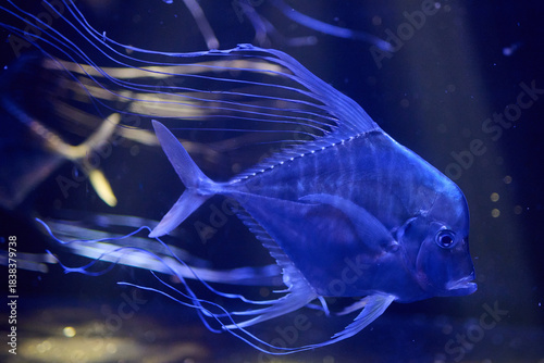 White translucent fish with elaborate trailing tentacle-like filaments in elegant profile composition,