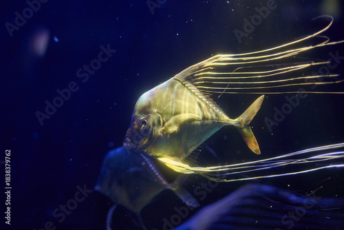 Blue and yellow striped fish with elaborate curved dorsal filaments in vertical swimming position, side profile portrait orientation, underwater macro wildlife photography.