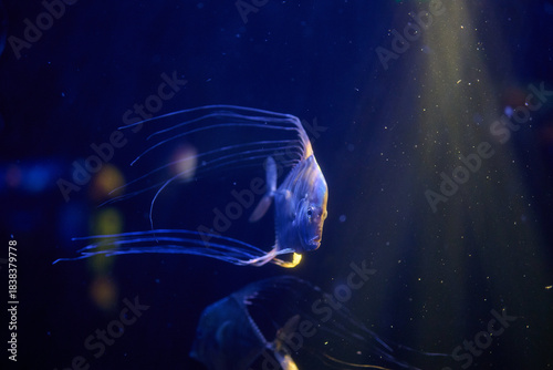 Blue fish with distinctive long trailing filaments and extended pectoral fins, side profile landscape orientation, underwater macro wildlife photography.