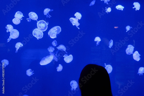 Multiple translucent jellyfish swimming together in bright blue aquarium water, overhead composition landscape orientation, underwater wildlife photography.