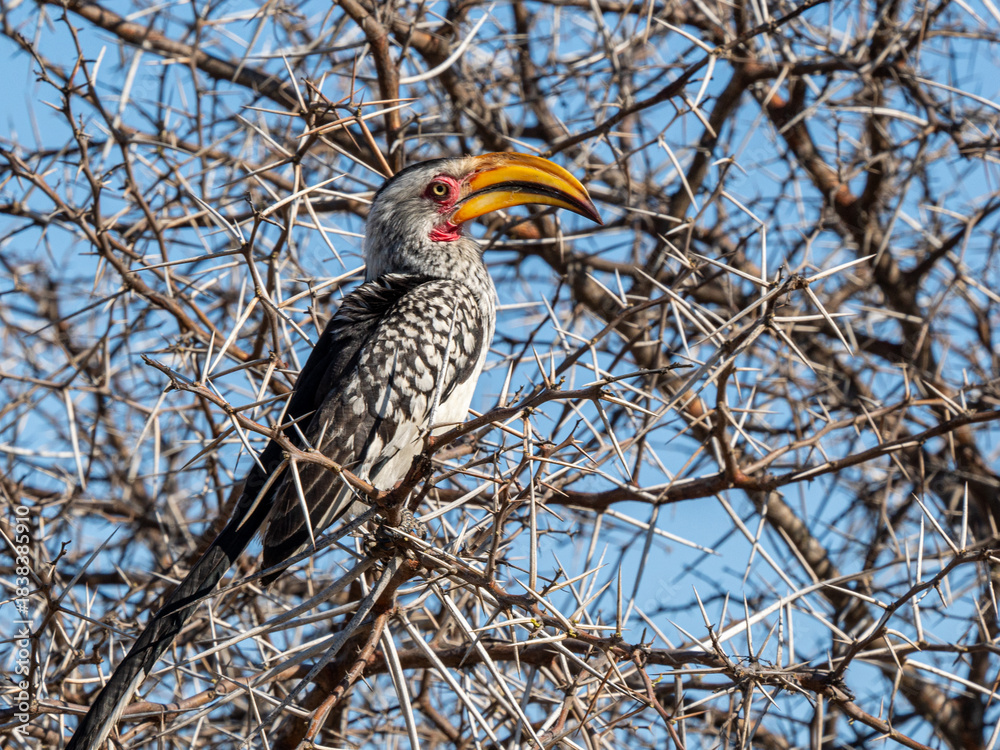 Fototapeta premium Gelbschnabeltoko