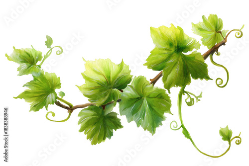Lush Hand Drawn Watercolor Green Grape Vine Branch. A beautiful illustration of a winding grape vine with vibrant green leaves and delicate curling tendrils.