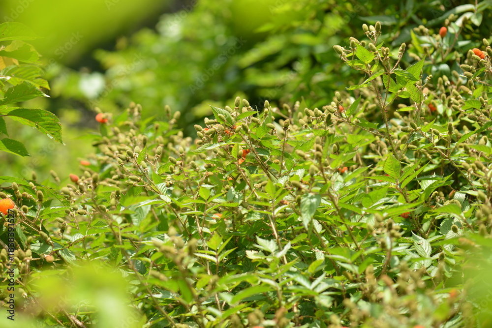 Obraz premium Rubus sorbifolius features compound serrated leaflets with fine hairs and a distinct pinnate structure. Photographed in Korea.