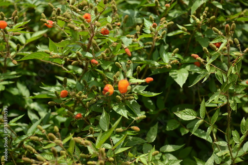 Картината върху платно Rubus sorbifolius features compound serrated leaflets with fine hairs and a distinct pinnate structure