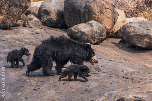 sloth bear, melursus ursinus, bear, animal, mammal, black, nature, wild, wildlife, fur, cute, animals, danger, dangerous, india