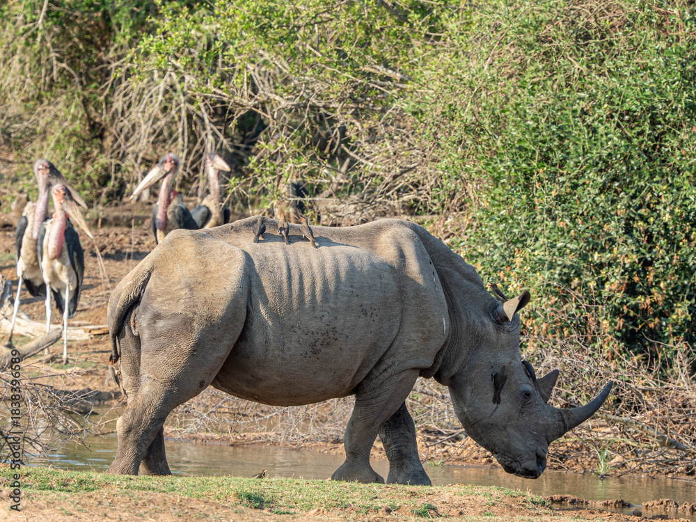 Fototapeta premium Nashorn