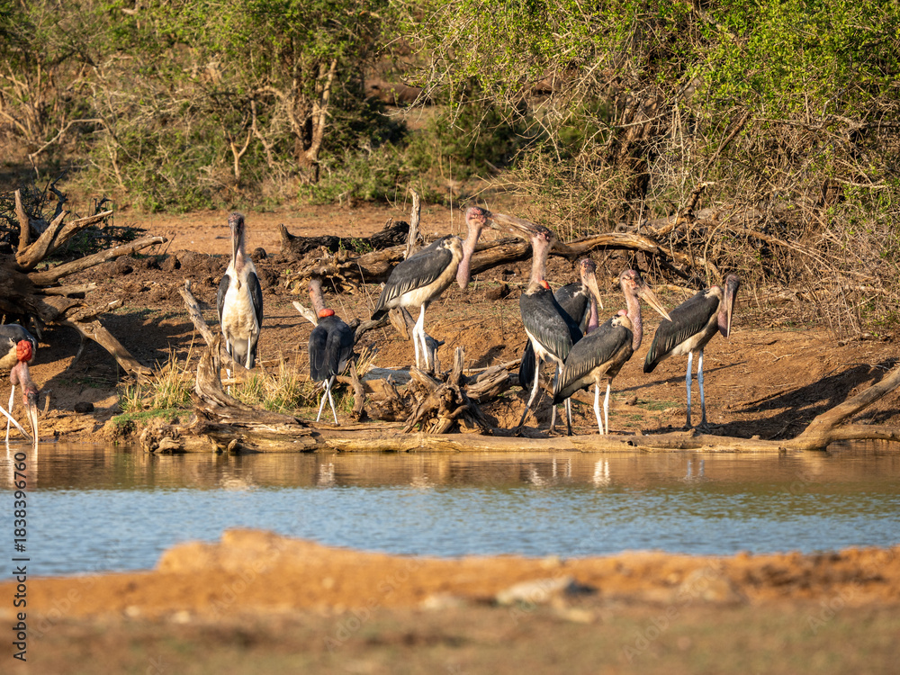 Naklejka premium Marabu
