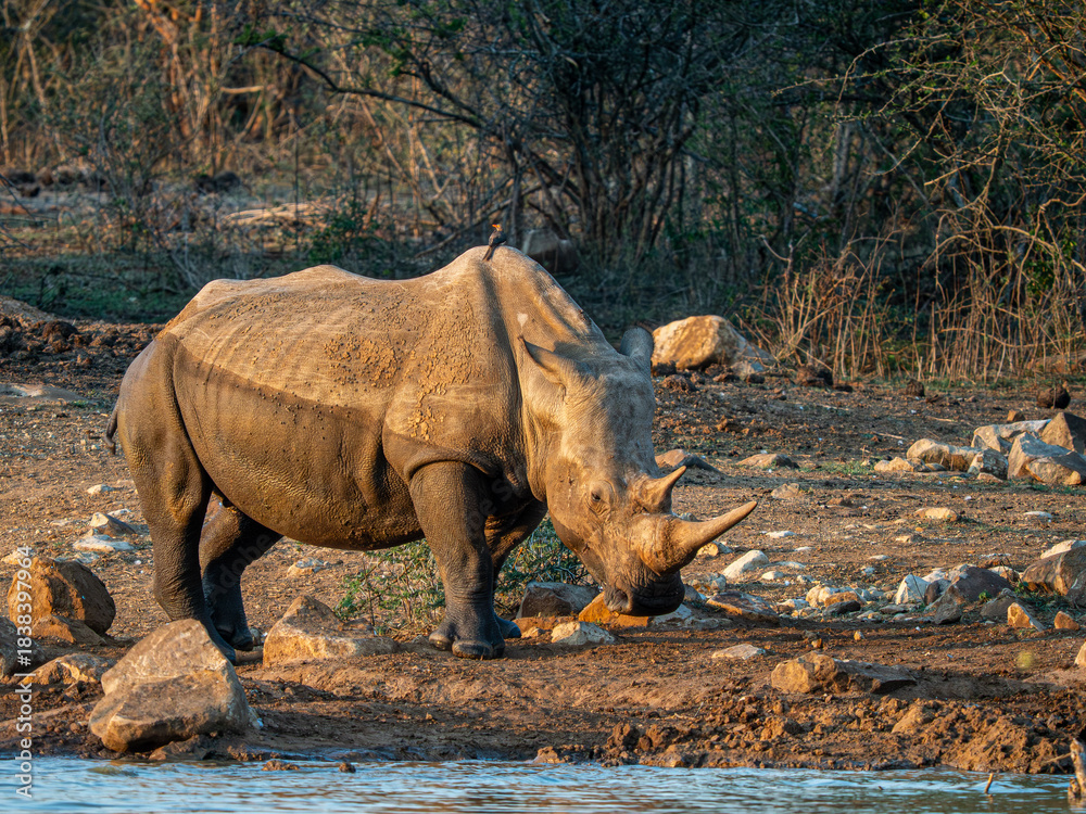 Fototapeta premium Nashorn