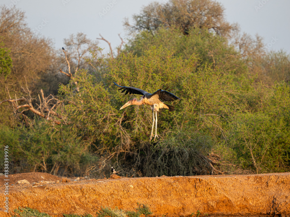 Naklejka premium Marabu