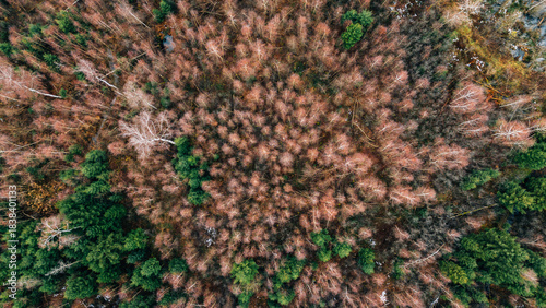 Massive Dead Spruce Forest Dieback Aerial Climate Change Impact