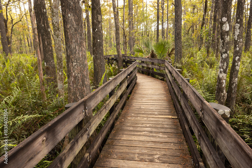 Wooden Walkway Through Greenery at Six Mile Cypress Slough Preserve in Fort Myers, Florida During the Fall Season
