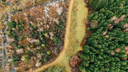 Aerial View of Dying Forest and Deforestation in Autumn Europe