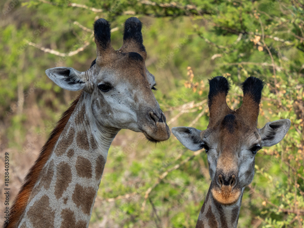 Fototapeta premium Giraffe