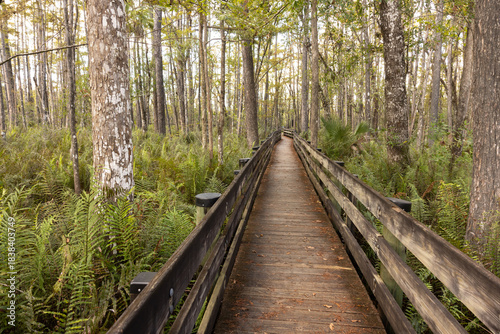Visitors Walk Along the Boardwalk of Six Mile Cypress Slough Preserve in Fort Myers Florida During a Sunny Afternoon