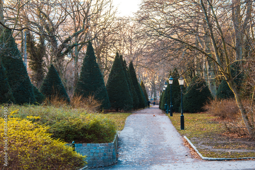 Naklejka premium Gravel path lined with conical trees and lamps in sunny winter park