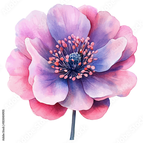 Pincushion Flower, watercolor painting vector, isolated on a white background.