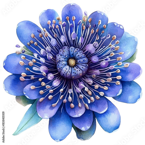 Pincushion Flower, watercolor clipart vector, isolated on a white background.