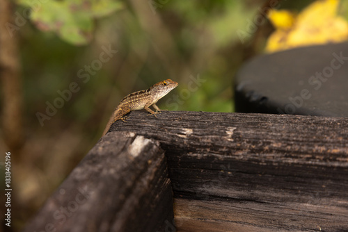Small Lizard Resting on Wooden Railing in Six Mile Cypress Slough Preserve Wetland in Fort Myers, Florida