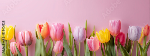 Spring holiday banner. Bouquet of pink tulips on pink background. Mothers day, Valentines Day, Birthday celebration concept
