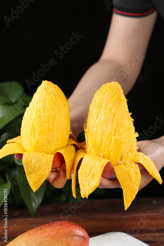 Bild auf Leinwand Fresh Hainan Guifei Mango Fruit in Hands - Ripe Golden Tropical Chinese Mangoes