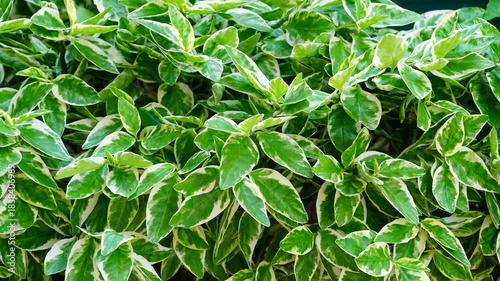 Foto Euonymus Emerald Gaiety Hedge
Euonymus fortunei 'Emerald Gaiety' green and white