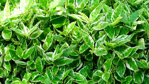 Photography Euonymus Emerald Gaiety Hedge
Euonymus fortunei 'Emerald Gaiety' green and white