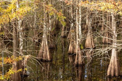 Exploring the Unique Wetland Ecosystem at Six Mile Cypress Slough Preserve in Fort Myers Florida During a Quiet Afternoon