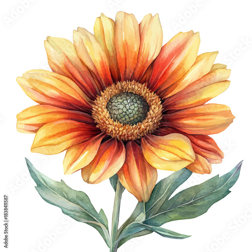 Blanket Flower, clipart watercolor vector with gentle, isolated on a white background.