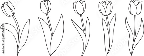 Simple handdrawn black outline tulip flowers with leaves isolated for coloring book pages or spring designs