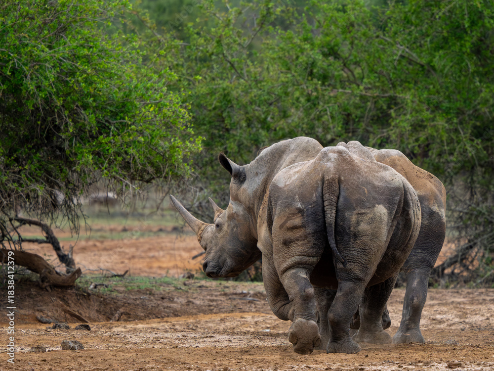 Fototapeta premium Nashorn