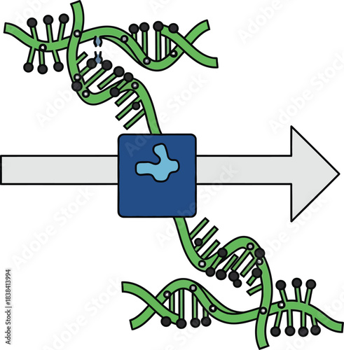 Biological diagram showing dna replication process with polymerase enzyme synthesizing new genetic strand along arrow direction for medical science education.