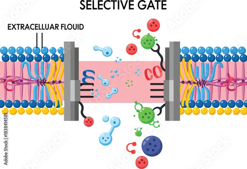 Biological diagram of a selective gate in a cell membrane showing extracellular fluid and molecules passing through a protein channel mechanism for science education.